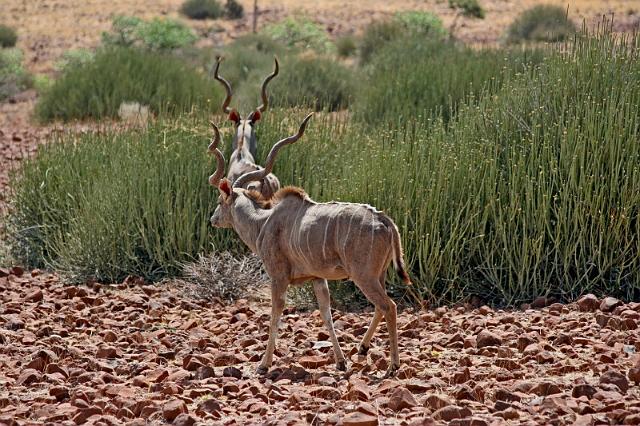 179 Damaraland, etendenka mountain camp, kudu.JPG